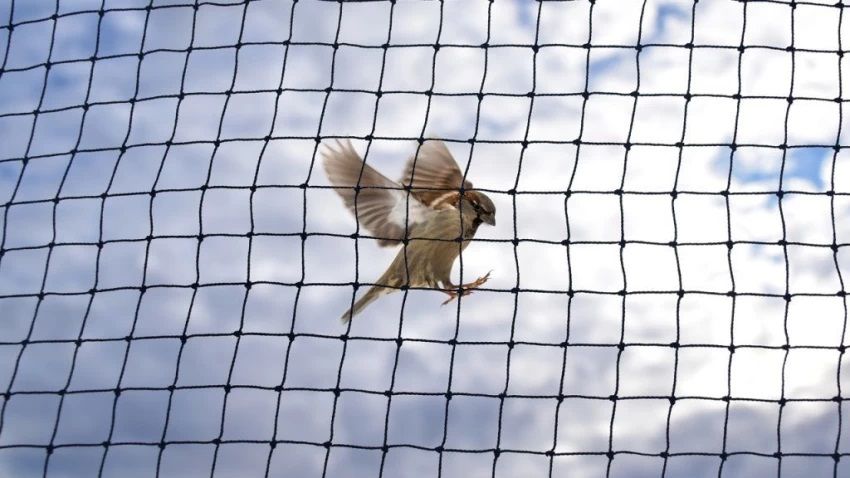 Anti Bird Safety Nets