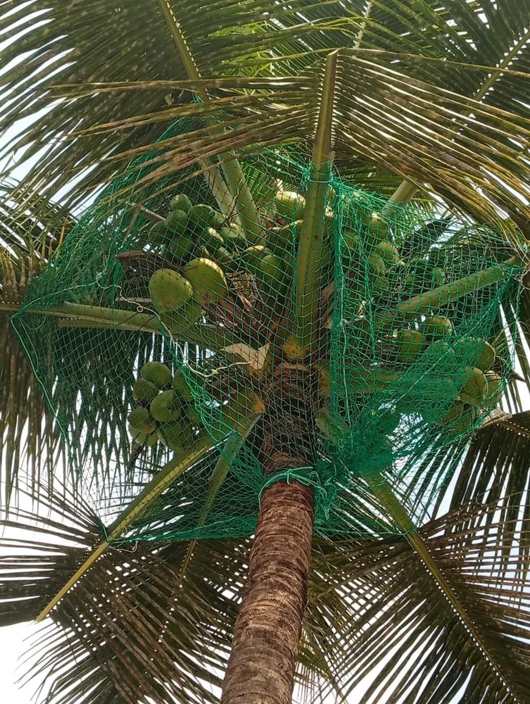 Coconut Tree Safety Nets